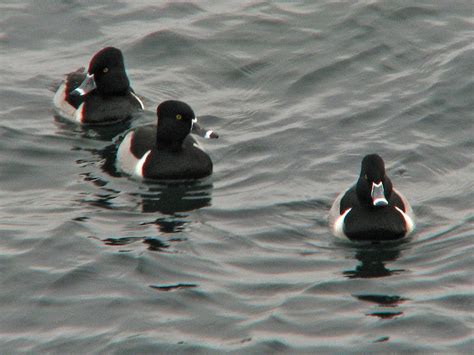 Roys World Winter Visitors Saltwater Ducks