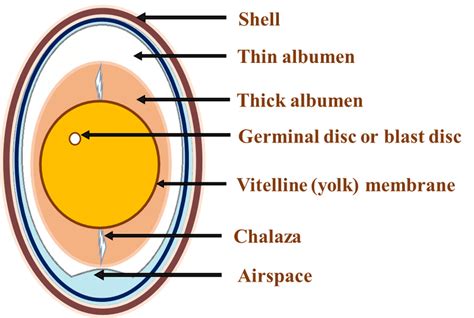 Schematic Diagram Of Egg Anatomy Download Scientific Diagram