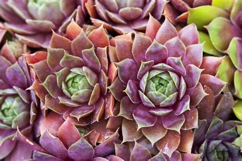 A Succulent Bearing Flower And Is Known As Hens And Chicks As Its