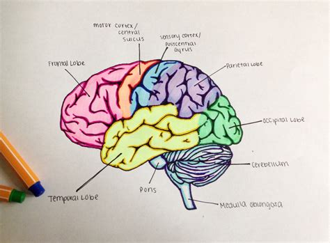 Ap Psychology Neuroscience Lobes Of The Brain