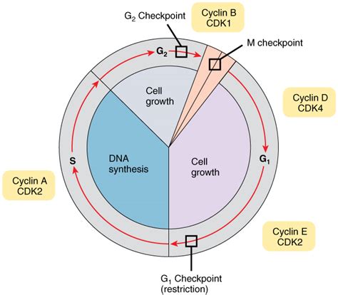 Cell Cycle With Cyclins And Checkpoints Biology I Course Hero