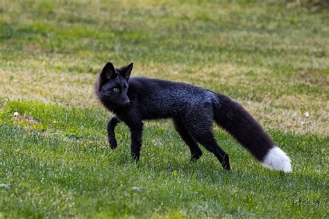 All Sizes Black Fox Flickr Photo Sharing