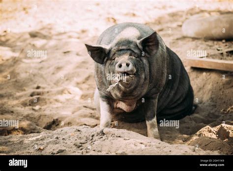Large Black Pig Sitting In Sand In Farm Yard Pig Farming Is Raising