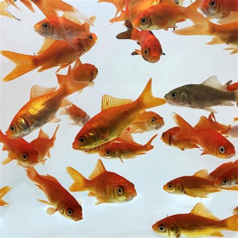 How To Keep Goldfish Alive For 15 Years Antibiotics Fish