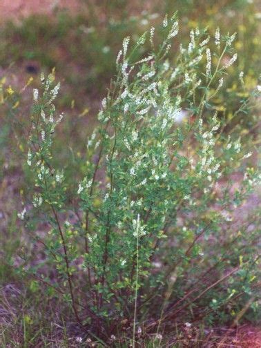 Common Sweet Clover Melilotus Officinalis In Manitoba Growing Where