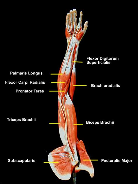 10 Best Aandp Images On Pinterest Human Anatomy Muscles And Anatomy