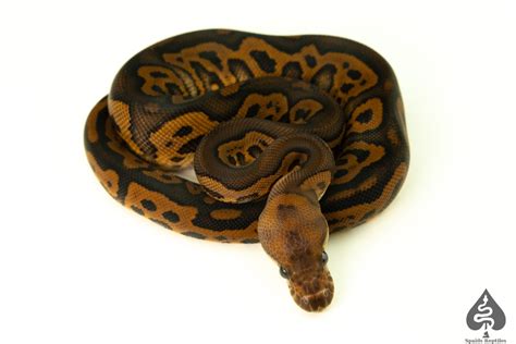 Black Pastel Leopard Red Stripe Clown Ball Python By Spaids Reptiles