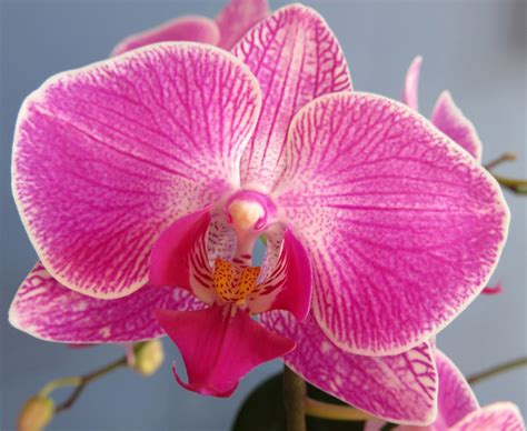 How To Grow And Care For A Moth Orchid Orchids Plus