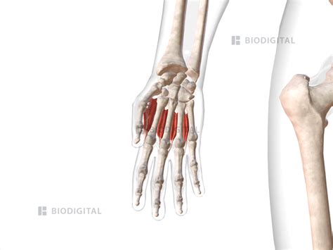 Dorsal Interosseous Muscles Of Right Hand Biodigital Anatomy
