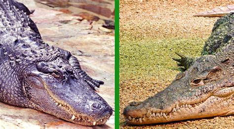 Difference Between Crocodile Vs Alligator Size While They Might Look