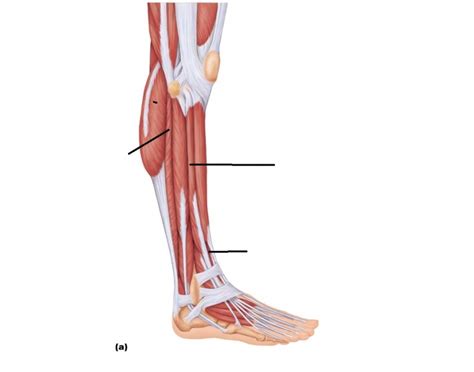 Muscles Lateral Leg Quiz