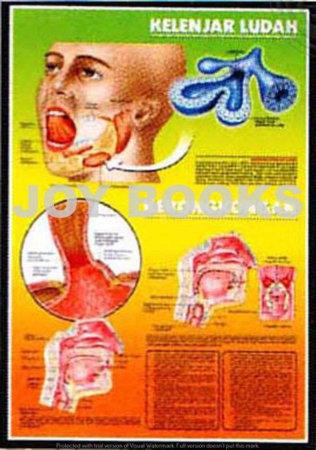 Poster Kelenjar Ludah Anatomi Organ Tubuh Manusia Kesehatan