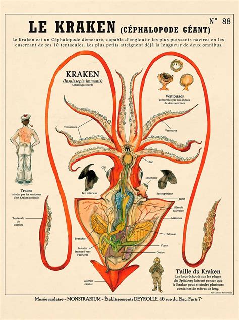 Cryptozoology Anatomical Charts By Camille Renversades Ybmw