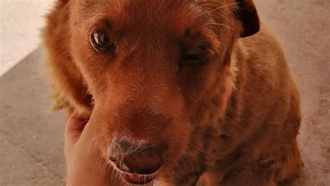 Ältester Hund der Welt ist tot: Bobi starb mit 31 Jahren