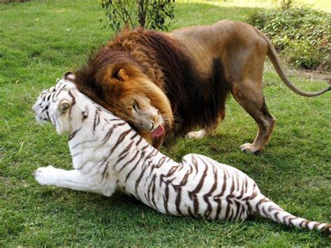 Lion And Tiger Love Animals And Pets Baby Animals Funny Animals