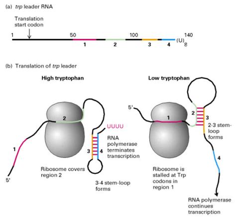 Transcription