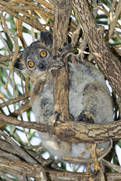 White Footed Sportive Lemur Stock Image C0137003 Science Photo