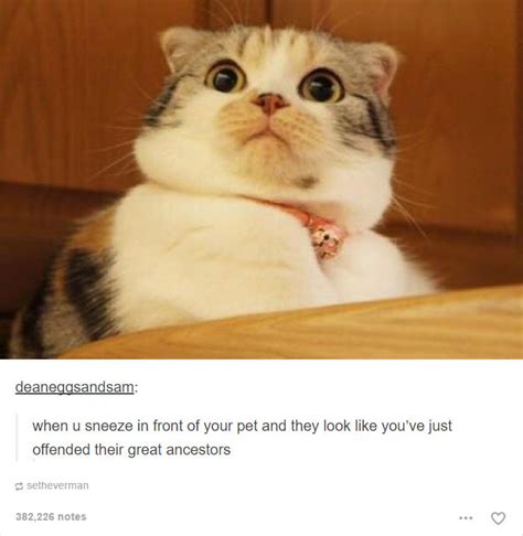 The famous cat memes clean such as grumpy cat memes, nyan cat and keyboard cat memes have been searched highly and shared on social media a lot. 52 Funny Cat Memes That Prove Cats Still Rule The Internet