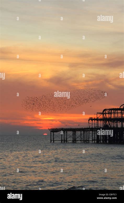 A Flock Of Starlings Flying Around The West Pier Brighton Sussex At