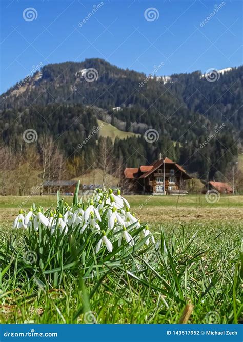 Close Up Of Snowdrop Flowers In Front Of Swiss Alps Stock Photo Image