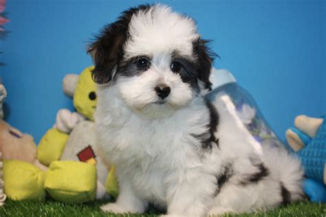Coton De Tulear Puppies For Sale Long Island Puppies