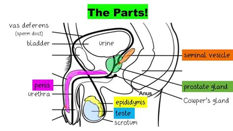 Labeled Male Reproductive System Diagram Clipart Best Gambaran