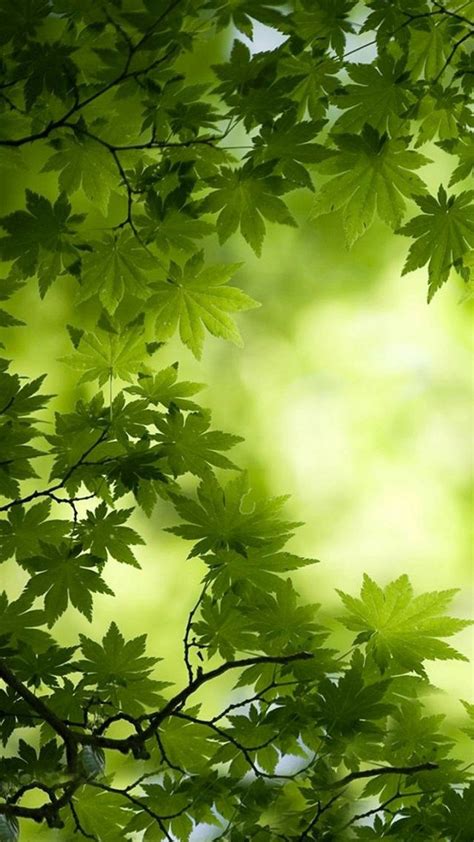 Green Tree Leaves Wallpaper Nature Photography Trees Green Nature