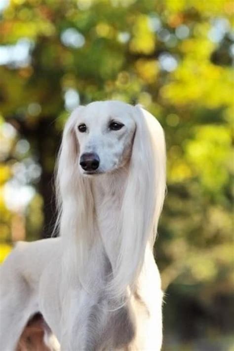 45 Cute Pictures Of Saluki Dog With Puppies Clicks That