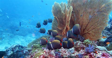 Diving Similan Islands And Surin Islands Similan Islands Liveaboards