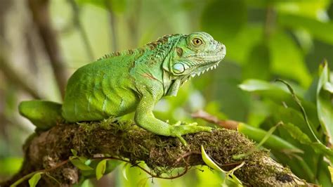 Different Type Of Iguanas Iguana Species