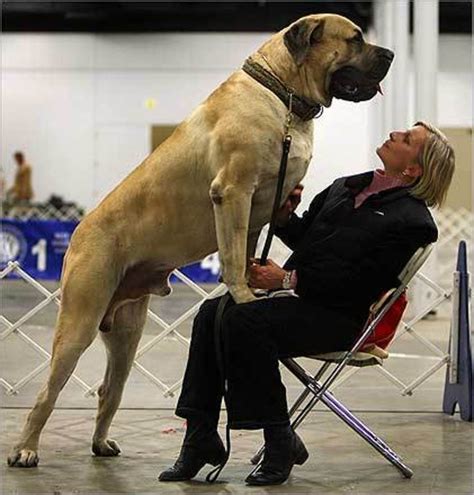 Description Of Massive English Mastiff Had One Of These And Also A