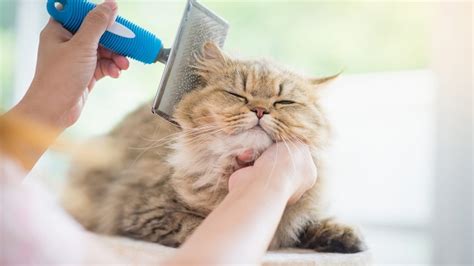 Cat Grooming Ajman | Pet Groming at Home| Cat Groomer Near Me