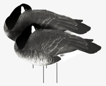 White Rock Canada Goose Flocked Head Sleeper Silhouette Duck HD Png