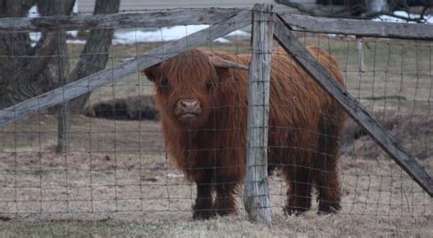 Family owned mobile animal farm operating in south east qld. Scottish Highland Cattle - Love them! A small farm near me ...