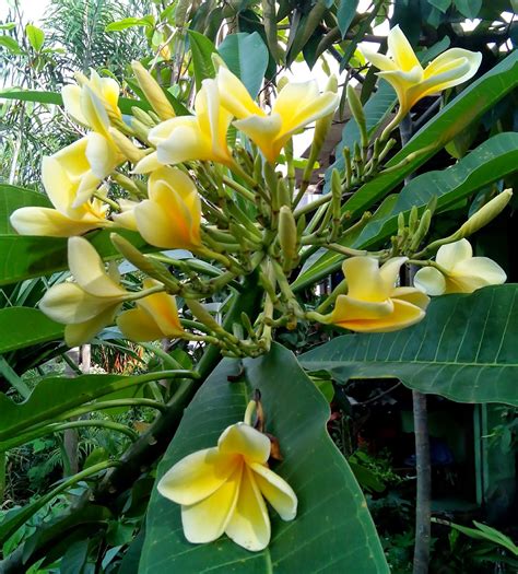 Indahnya Bunga Pohon Kamboja - Education Articles