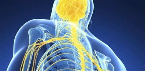 The Central Nervous System Cms Fitness Courses
