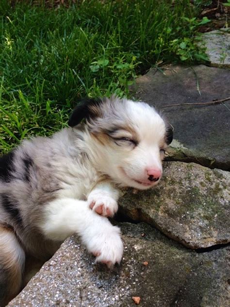 Our new puppies, new additions merles and blue eyed tri's are priced on the higher end. Circle K Farms -Teacup-Tiny Toys-Toys and Miniature ...
