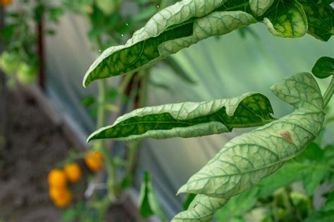 We did not find results for: Reasons why tomato leaves might turn yellow | Cropaia
