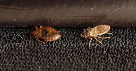 Why Bed Bugs Require Professional Help Anteater Exterminating Inc
