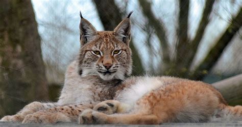 Escaped Lynx Shot Dead In Case It Attacked Humans Metro News
