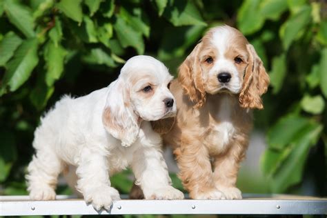 Two Adorable American Cocker Spaniel Puppies Shadybrook Kennels