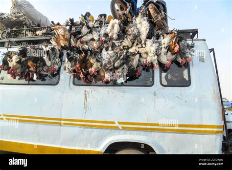 Africa West Africa Burkina Faso Tenkodogo Chickens Hang From The