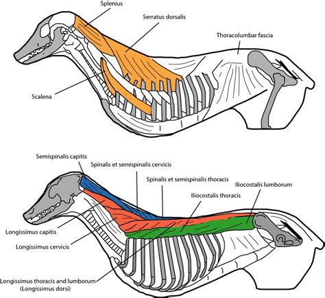 Comparative Functional Anatomy Of The Epaxial Musculature Of Dogs