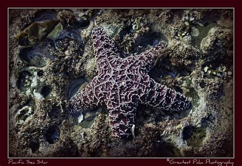 Purple Ochre Sea Star Pisaster Ochraceus The Ochre Sea Flickr