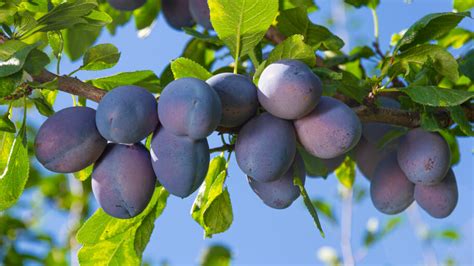 The Top How To Prune Plum Trees