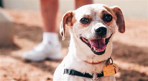 If you're looking for an online yoga class during these times, one down dog will welcome you with (virtual) open arms. 15 Awesome Los Angeles Dog Parks Where Your Ruffer Can ...