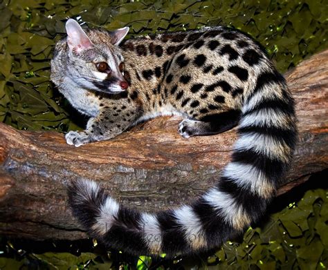 Large Spotted Genet Genetta Tigrina Genets Are Old World Mammals From