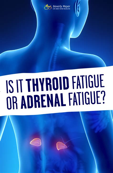 The Adrenal And Thyroid Connection