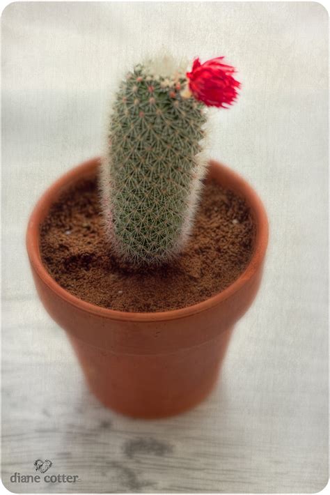 Augs Blog Straw Flower Cactus