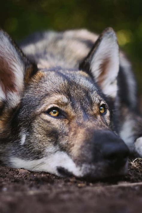What You Should Know Before You Invest In A German Shepherd Wolf Mix